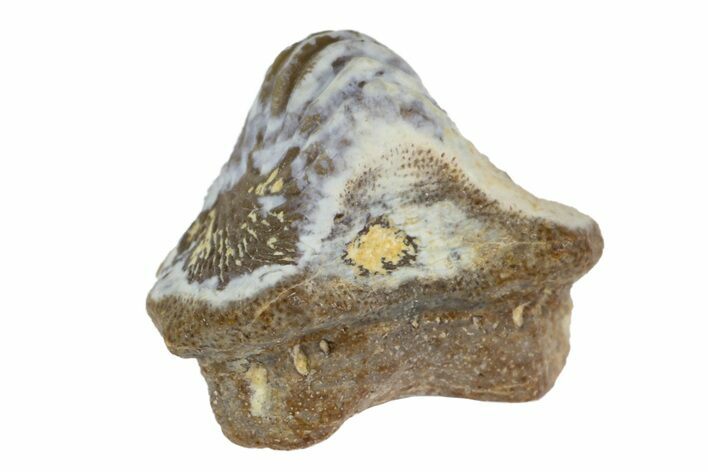 Fossil Crusher Shark (Ptychodus) Tooth - Kansas #152314